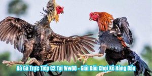 Đá Gà Trực Tiếp C2 Tại WW88 - Giải Đấu Chọi Kê Hàng Đầu