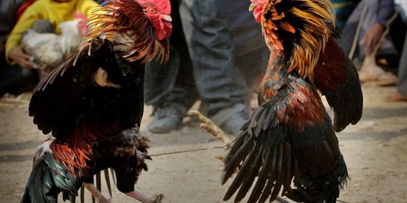 Mẹo đặt cược đá gà trực tiếp giải C2